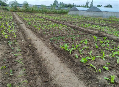 图片31.png 图片31.png